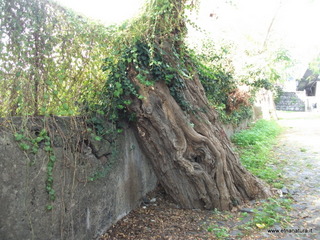 nta Maria la Scala-13-11-2012 09-51-55